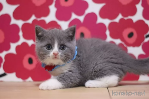 成約済の東京都のブリティッシュショートヘア-99790の3枚目